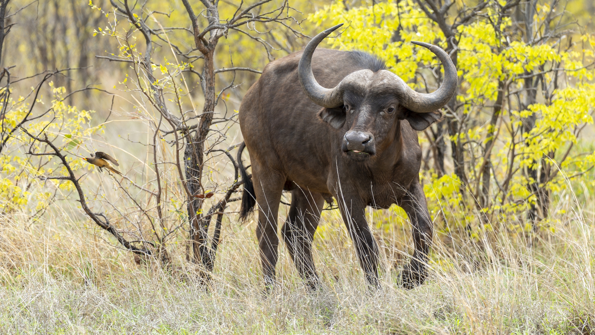 Kruger25 2025 11 06 10 21 09 ILCE 9M3 2528